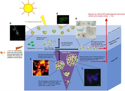 Non-surface Attached Bacterial Aggregates: A Ubiquitous Third Lifestyle